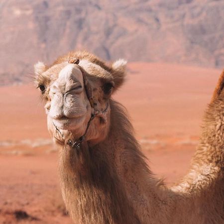 Hidden Wadi Rum Camp Ngoại thất bức ảnh