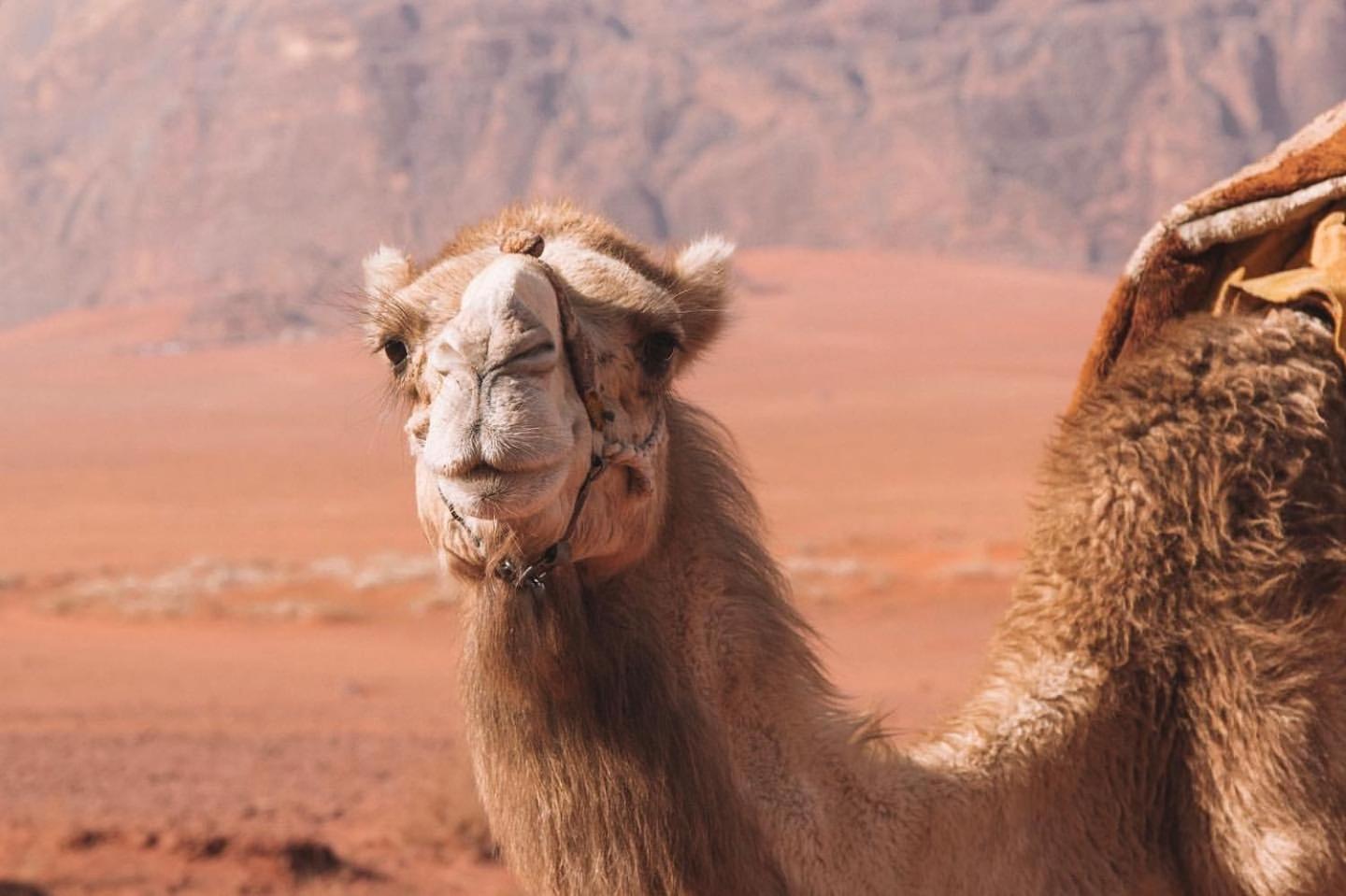 Hidden Wadi Rum Camp Ngoại thất bức ảnh